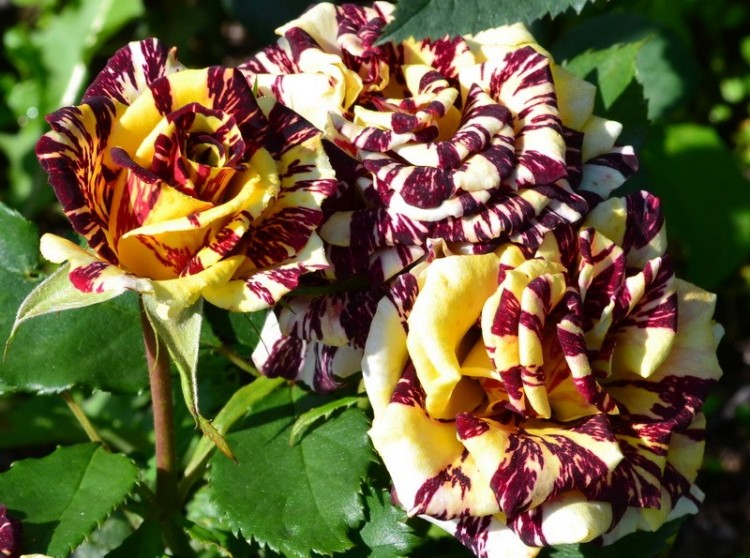 Роза  «Сим Салабим» (Sim Salabim) Цветы: в диаметре  9- 11 см., средне - махровые  (25-30лепестков).