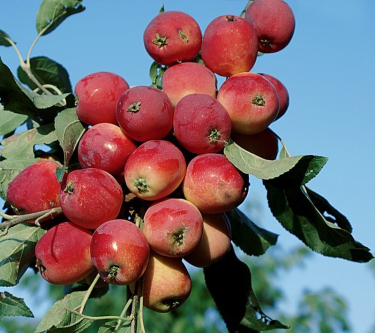 Яблоня &quot;Жебровская&quot; ​Летний сорт. Полукультурка.Плоды: яблоко очень мелкое (от 25 до 37 грамм).