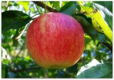 Яблоня  «Осеннее полосатое»  (Штрейфлинг ) Осенний сорт.Самоопыляемый.Плоды: выше средней величины (100-150 гр даже до 200гр.)