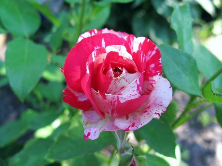 Роза &quot;Сатин&quot; (SATIN) Аккуратного размера цветки, распускаясь, достигают 12 см. в диаметре.