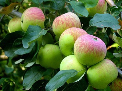 Яблоня «Боровинка» ​Осенний сорт.Плоды: средней и вышесредней величины (примерно 90 гр).