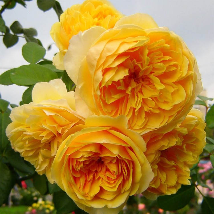 Английская кустовая роза «Грэхем Томас» (Graham Thomas) Цветы: ярко-желтые, иногда с абрикосовым оттенком, чашевидные, крупные, 7 - 10 см.
