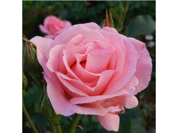  Роза флорибунда «Куин Элизабет» (Rose Queen Elizabeth) Цветы: чисто - розовые, круп­ные. Внутренние лепестки неплотно сомкнуты и образуют серединку неопределенной формы (с рыхлым центром). 