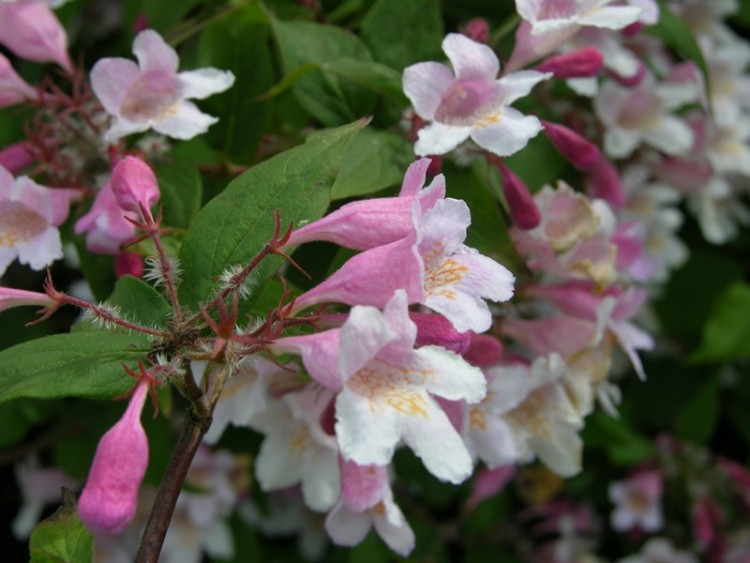 Кольквиция прелестная (Kolkwitzia amabilis Graebn) Куст: высотой до 2 м, растет многоствольно. Цветы: нежно-розового цвета.