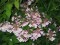 Кольквиция прелестная (Kolkwitzia amabilis Graebn) - 