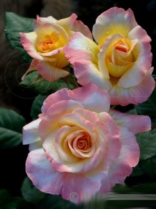  Роза «Акварель» (Rose Aquarell) Цветы: густомахровые, диаметром 10-12 см., с оживлённой игрой оттенков – между персиково  - жёлтым и красноватым по краю лепестков. 