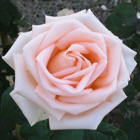 Роза«Осиана»  (Osiana) Цветы:безупречного цвета слоновой кости с абрикосовым оттенком, словно восковые, махровые, классической бокаловидной формы.