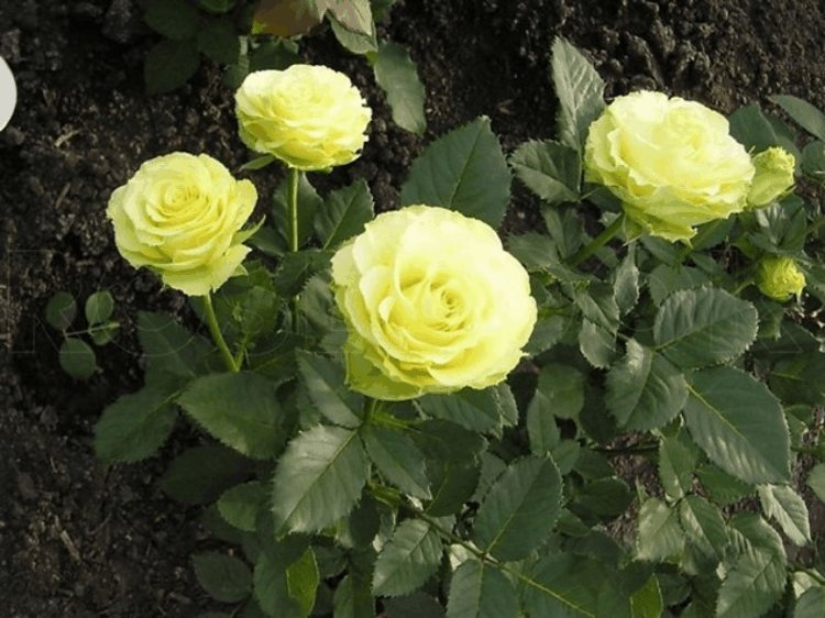 Роза«Лимбо» (Limbo) Цветы:бутоны конусовидные, лепестки с фестончатым краем.Образуют своеобразную густомахровую (до 50 лепестков) чашу диаметром около 9 см.