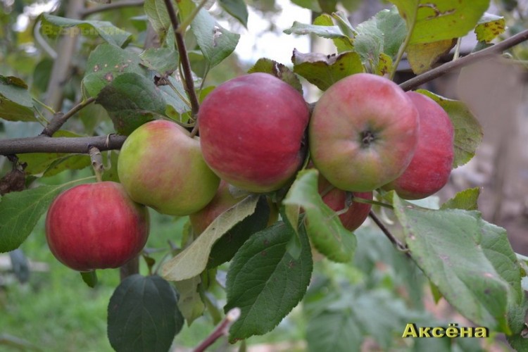Яблоня «Аксена» ​Летний сорт.Плоды: средние, массой 90 г (максимально до 120 г).
