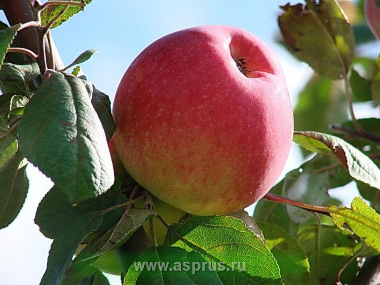 Яблоня «Мелба» Позднелетний сорт.Плоды: средней или вышесредней величины (120 – 200 г).
