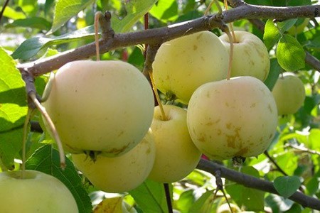 Яблоня «Уральское наливное» ​Осенний сорт. Плоды: мелкие (массой не более 50 - 60 граммов.