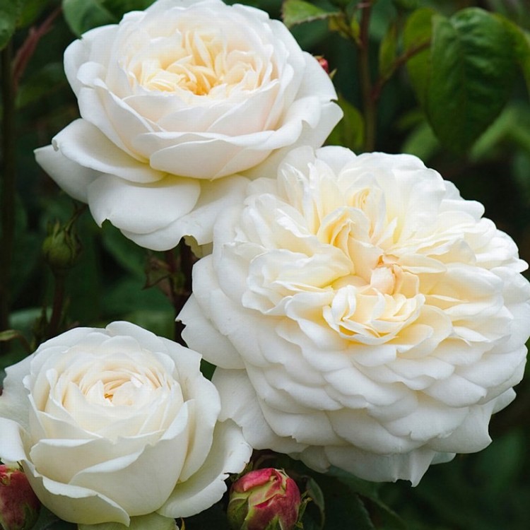 Роза «Tranquillity» (Транквилити) Цветы:  крупные, махровые, имеют изящную округлую форму с аккуратно уложенными лепестками.
