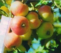 Яблоня «Минусинское летнее» ​Летний сорт. Плоды: мелкие, приплюснутые, округлые, слаборебристые, массой 42-55 г.
