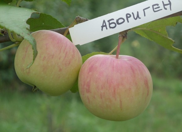 Яблоня  «Абориген» ​Летний сорт. Сорт частично самоплодный, но нуждается в опылителях.Плоды: мелкие (средняя масса 50 г, ).