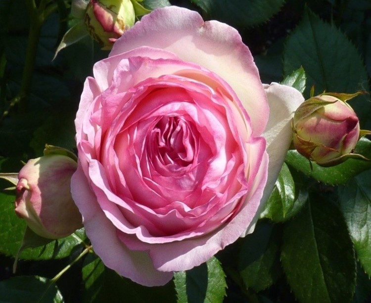 Роза  «Pierre  de  Ronsard» (Пьер  де  Ронсар) Цветы: крупные (10-12 см.),  чашевидные,  густомахровые (60-70 лепестков), тяжелые.