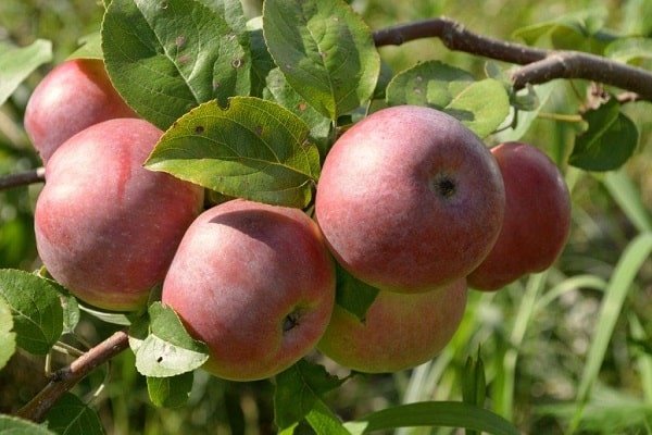 ​Яблоня «Сладкая нега» 