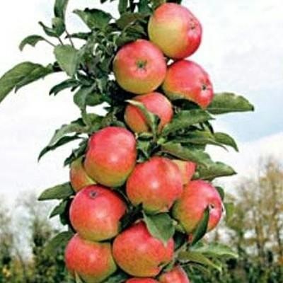 Яблоня колоновидная «Васюган» Осенних сортов.Плоды: Плоды вырастают средней и крупной величины, вес одного яблока составляет в среднем 100 — 140 г.