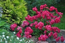 Роза почвопокровная «Фэйри Дэнс» (Fairy Dance) Цветы: от тёмно – розовых  до малиновых, полумахровые.