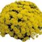 Хризантема мультифлора" Atlantico Yellow"(917) - 