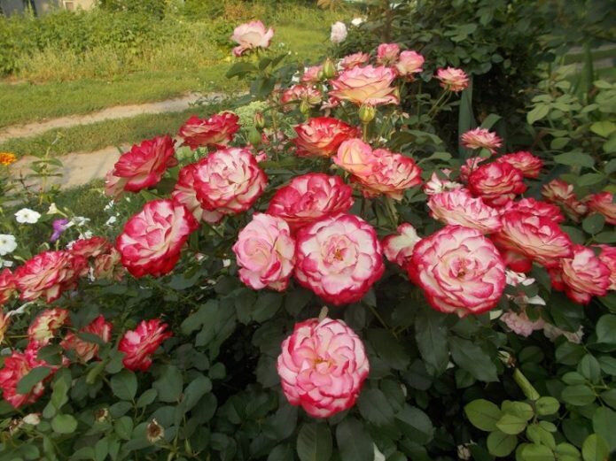 Роза флорибунда «Юбилей Принца Монако» (Jubile du Prince de Monaco) Цветы:крупные, махровые, долго сохраняют прекрасную форму.