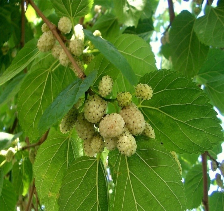 Шелковица белая  (Morus alba) ​Листопадное дерево из рода Шелковица, семейства Тутовые (Moraceae). Плоды: сложные, небольшие,  мясистые, представляют собой многокостянки,  длиной  до 3 см.
