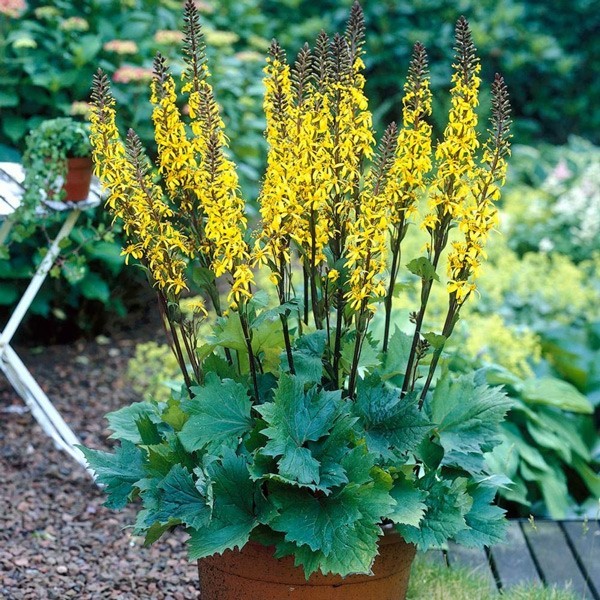 Бузульник  узкоголовый «Литл Рокет» (Little Rocket) Цветы: мелкие, жёлто-коричневые, собраны в соцветия- корзинки или метельчатые соцветия длиной 15-20 см.