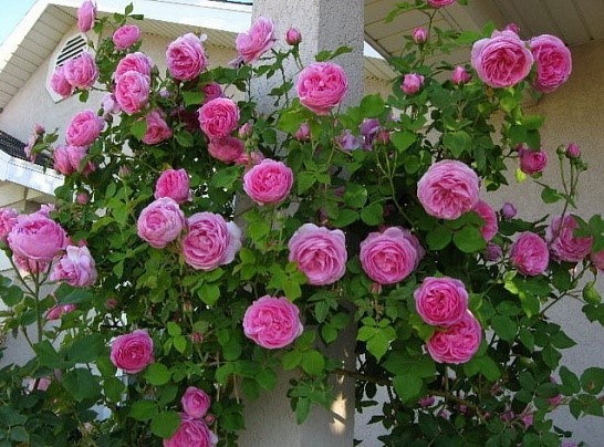 Роза английская парковая «Луис Одьер» (Louise Odier) Цветы: бледно-розовые по краям и более насыщенны в центре.
