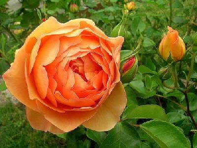  Роза «Пэт Остин» (Rosa Pat Austin) Зацветает сорт рано. Аромат: насыщенный аромат чайной розы. 