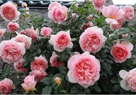 Роза английская парковая «Абрахам Дэрби»  (Abraham Darby) Цветки: классической формы старинной розы. Чашевидные, изящные, сильномахровые (50-55 лепестков).