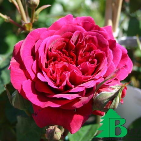 Роза английская парковая &quot;Вильям Шекспир&quot; (William Szekspir) Цветы: густомахровые, диаметром 9—11 см, чашевидной формы, при распускании квартированные.