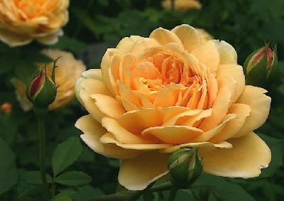  Роза «Голден селебрейшн» (Golden Celebration) Цветы: медно-желтые с ярким центром и более бледными краями лепестков, чашевидные, очень крупные, до 14 см в диаметре, густомахровые, в кистях по 3 - 7 шт.