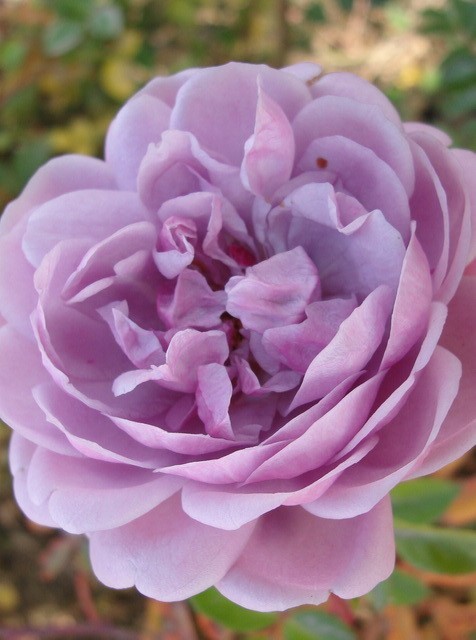 Роза флорибунда &quot;Голубой медведь&quot; (Blue Bear) Цветки крупные, густомахровые (45-50 лепестков), по форме напоминают чайно-гибридные розы.