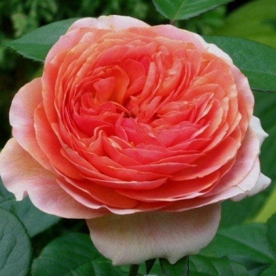 Английская кустовая роза «Чип и Дейл» (Сhippendale)  Цветы:  от персикового до темно  - абрикосового цвета с более светлыми внешними лепестками,  чашевидные,  густомахровые, 60 - 80 лепестков в одном цветке, диаметр цветка 8 - 10 см. Цветы  медленно раскрываются,  долго сохраняют форму.  
