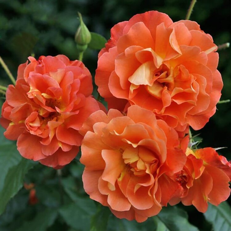 Роза парковая «Вестерлэнд» (Westerland) Цветы: крупные, полумахровые, с волнистыми лепестками, появляются в больших рыхлых кистях по 5-10 шт. Цветки очень яркие, смесь оранжевого, розового, абрикосового, и золотого.