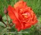 Роза парковая «Вестерлэнд» (Westerland) - 