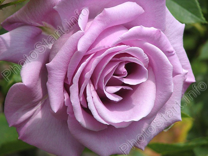  Роза «Блу Нил» (Blue Nile)  густомахровые, крупные от 10 до 20 см. в диаметре (все зависит от ухода), с красивым бутоном. Нежное и чувственное цветение привлекает лилейными сиреневыми оттенками, они сохраняют сиреневую окраску в течение всего цветения. 