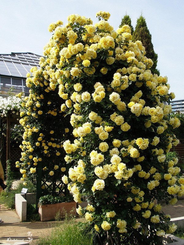  Роза «Казино» (Casino) Цветы:  расположены по одному на побеге, бутон крупный, удлиненно-заостренный, цветки бокаловидной формы. Сам цветок меняет оттенки желтого в период цветения.