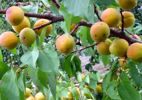 Абрикос «Медовый» Средний срок созревания.Плоды: не отличаются крупным размером, вес плода около 15 г. 