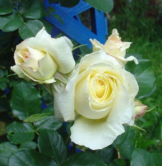  Роза «Шнеевальцер» (Schneewalzer)  Цветы: густомахровые, очень крупные, 13-15 см, по форме похожи на чайно -  гибридные розы.