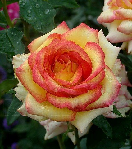  Роза «Амбианс»  (Ambiance) Цветы: крупные (до 10 см. в диаметре), желтые с хорошо очерченной малиново-красной каймой, густомахровые (26-40 лепестков), с высоким центром.  