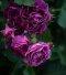 Роза флорибунда Минерва - 