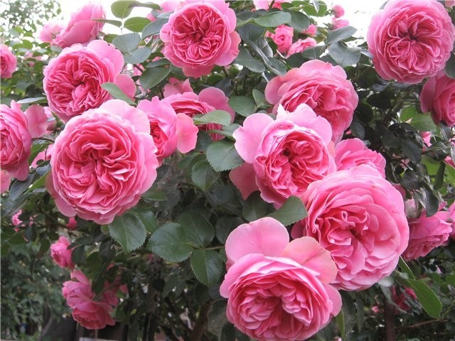 Роза «ЛЕОНАРДО ДА ВИНЧИ» (LEONARDO DA VINCI) Цветы:  диаметром около 7-10 см, махровые (30-50 лепестков), квартированные. 