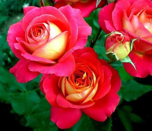 Роза флорибунда «Мидсаммер» (Midsummer) Цветы:  оранжево – красно – желтые с золотисто – кремовой обратной стороной лепестков,  чашевидные  до шаровидного.