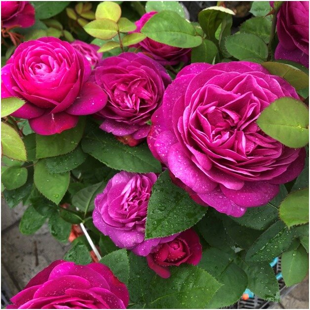 Английская роза флорубунда «ХАЙДИ КЛУМ» (HEIDI KLUM) Цветы: диаметром 6-9 см. благородной формы, приятного фиолетового тона,  двухцветный окрас, почти не выгорающий со временем.