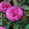 Английская роза флорубунда «ХАЙДИ КЛУМ» (HEIDI KLUM) - 