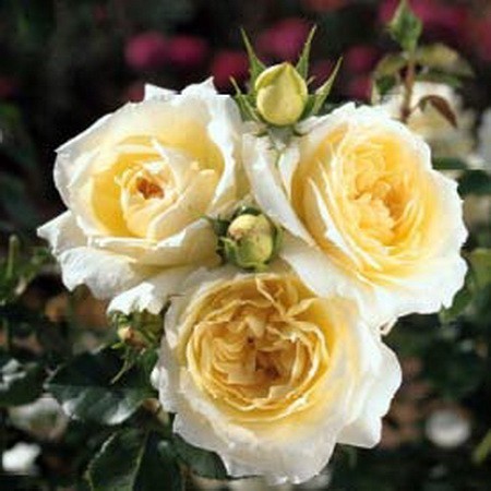  Роза флорибунда «Чайковский» (Tchaikovski)    Цветы:элегантные бутоны раскрываются в цветки старинной формы кремового цвета, махровые (более 40 лепестков), диаметром 8-10 см.