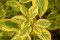 Дерен белый Шпета (Cornus alba)  Spaethii - 