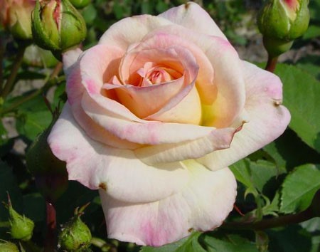 Роза флорибунда «Гэлакси» (Galaxy) Цветы: махровые (около 5 см в диаметре), появляются в тугих кистях по 3-9 шт., иногда больше.
