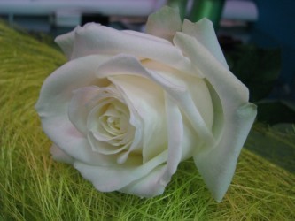  Роза&quot;Айстленд&quot; Цветы: огромный, вытянутый, плотный зеленовато-белый бутон раскрывается в огромную, густо - махровую (55 лепестков).