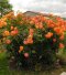 Роза парковая "Сахара" (Sahara) - 